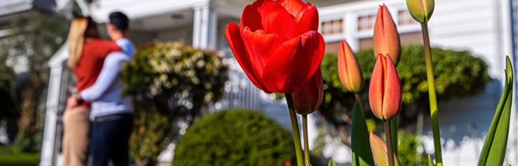 roses with home in the background