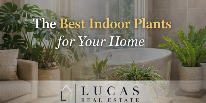 Newport Beach style interior with monstera, spider plant, and bathroom greenery, highlighting best indoor plants for your home with Lucas Real Estate branding.
